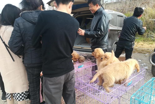 怎么说服一个人买宠物狗
