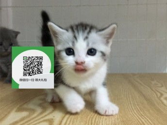 丰城宠物店怎么卖宠物猫