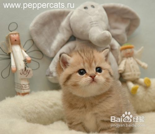 宠物猫怎么绑绳