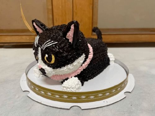 宠物猫做的蛋糕怎么做的