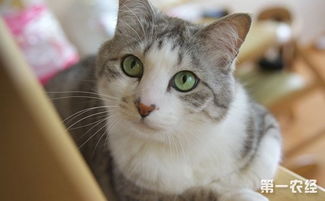 宠物猫怎么梳毛好看