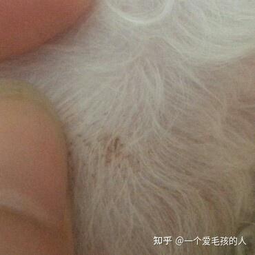 养宠物狗身上痒怎么回事