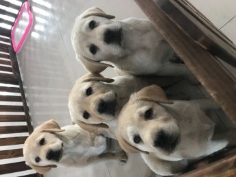 宠物狗怎么看旺财旺运
