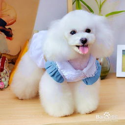 宠物狗的衣服脏了怎么办