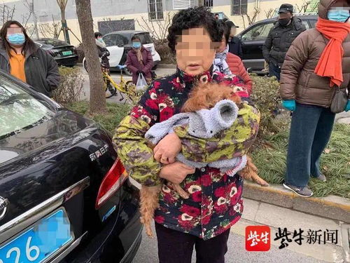 宠物狗让车压死了怎么办