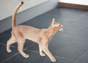 和闺蜜买的宠物猫怎么养