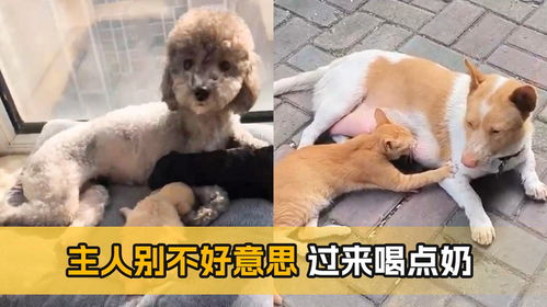 人情世故宠物狗怎么说好听