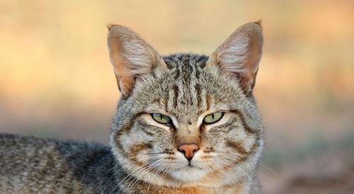 怎么让宠物猫喜欢我