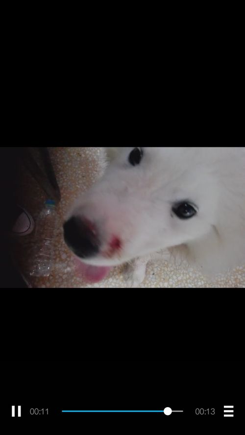 宠物狗鼻子有血怎么回事