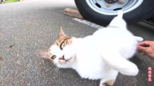 宠物猫怎么样让它变胖