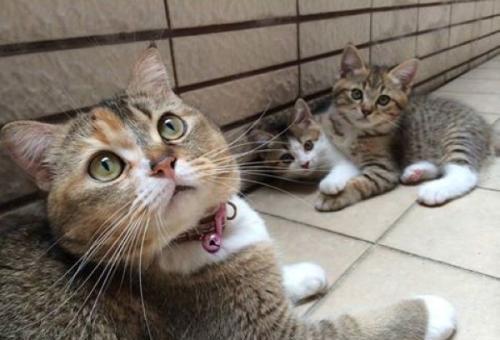 宠物猫走丢回来会怎么样