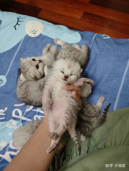 宠物猫包尿不湿怎么用