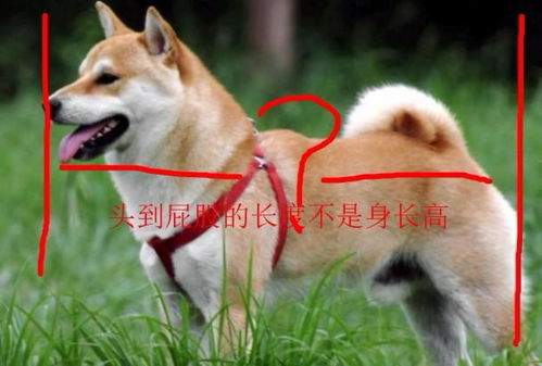 成年柴犬体长多少