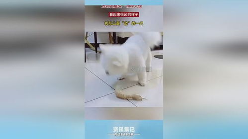 宠物狗看着很凶怎么办啊