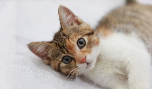宠物猫怎么选择