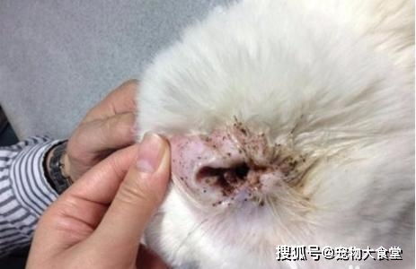 宠物狗除耳螨的要怎么用
