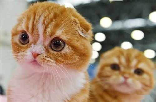 流浪宠物猫怎么弄