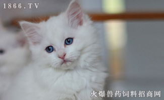 宠物猫乱扔东西怎么处理