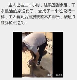 暴打拆家宠物狗怎么办