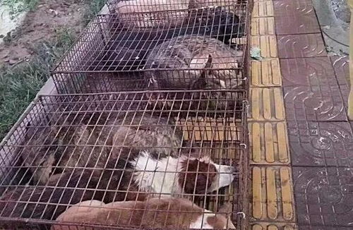 宠物狗变土狗怎么办啊