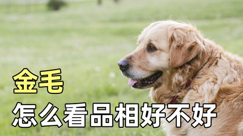八字相克怎么养宠物狗好