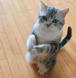 给宠物猫做鱼干怎么做的