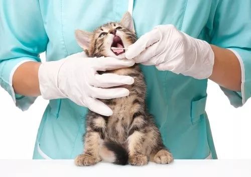 怎么成为宠物猫医生