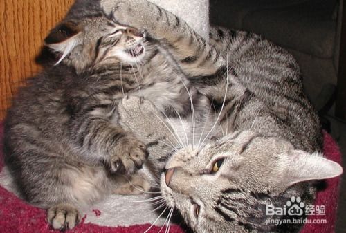 大战自家宠物猫怎么打