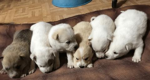 自己家的宠物狗怎么做窝