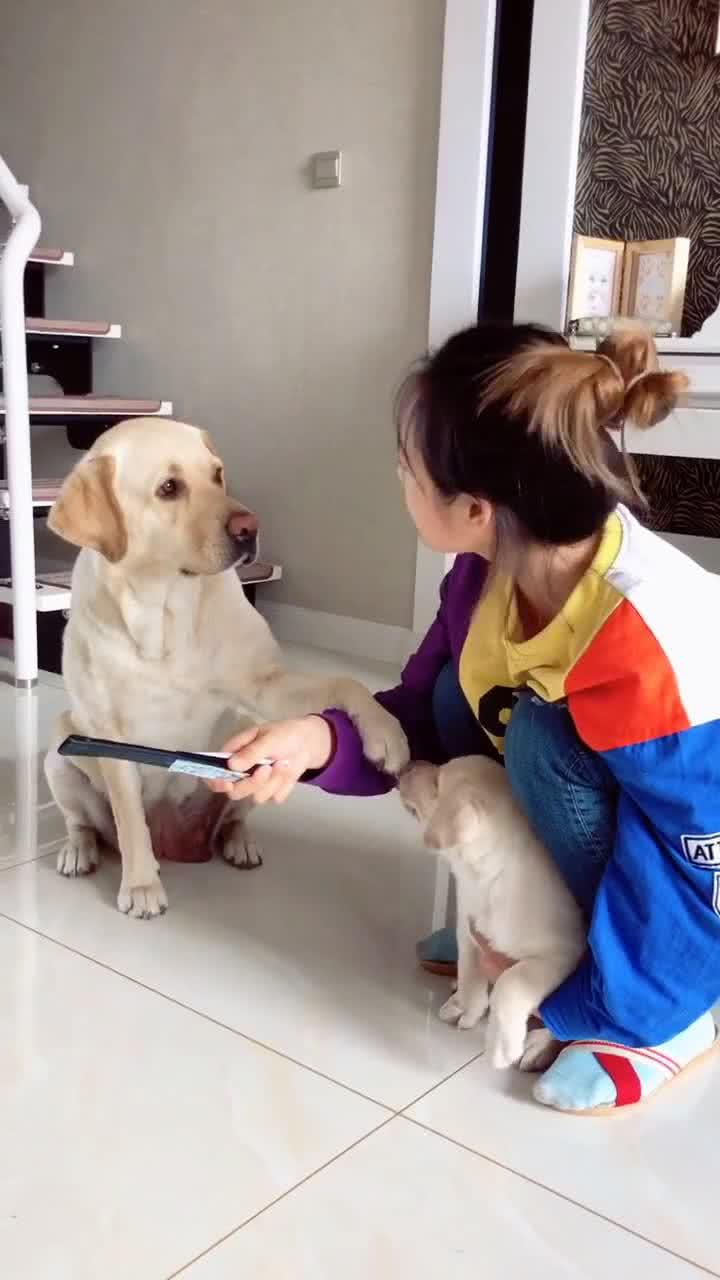 宠物狗晚上叫妈妈怎么办