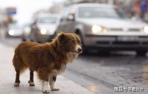 宠物狗狂追车怎么办啊
