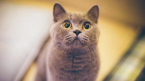 鱼给宠物猫怎么吃