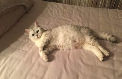 怎么在家里做宠物猫