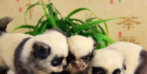 怎么样介绍自己的宠物狗