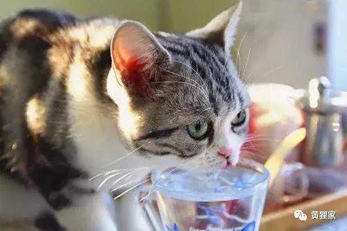 宠物猫怎么喝水