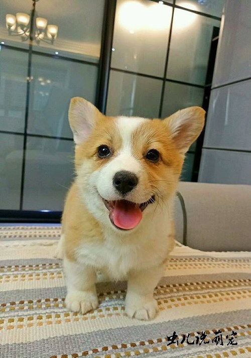 怎么在学校里养小宠物狗
