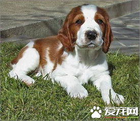 史宾格犬多少钱一只