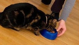 宠物猫怎么预防长虫