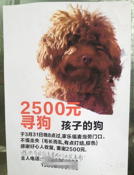晚上宠物狗走丢了怎么办