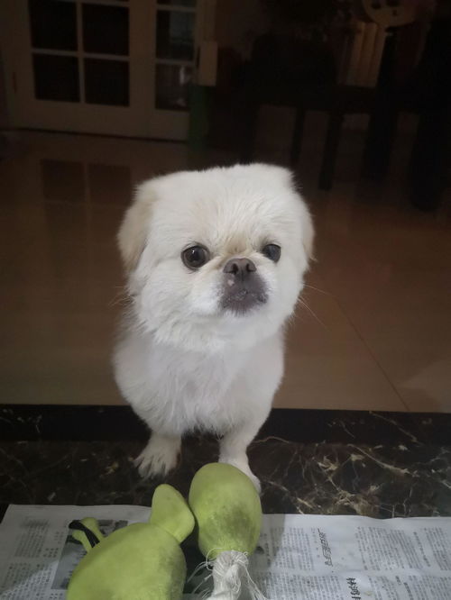 宠物狗嘴巴白怎么回事啊
