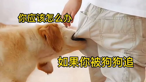 如果被宠物狗追该怎么办