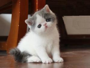 宠物猫怎么带着旅游