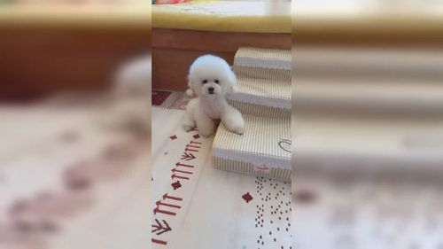 宠物狗走模特步怎么走的