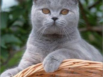 怎么出国买宠物猫
