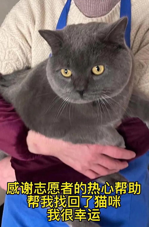 飞机怎么带走宠物猫