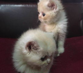家养宠物猫怎么处理毛发