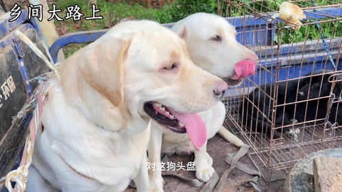 主人卖了宠物狗怎么办呢