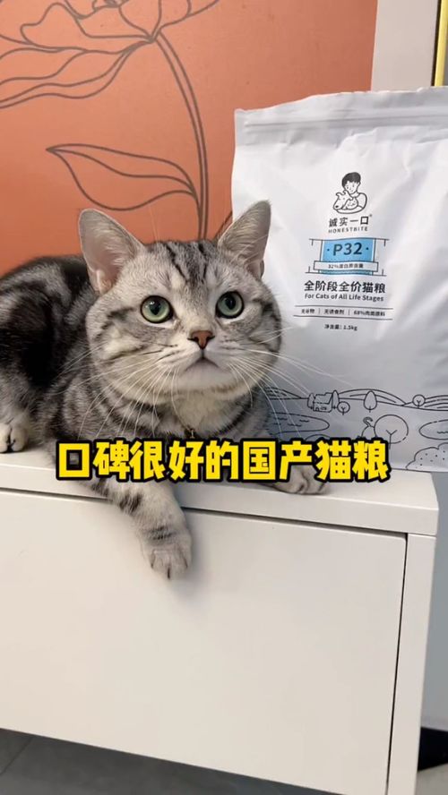 宠物猫怎么这么娇气