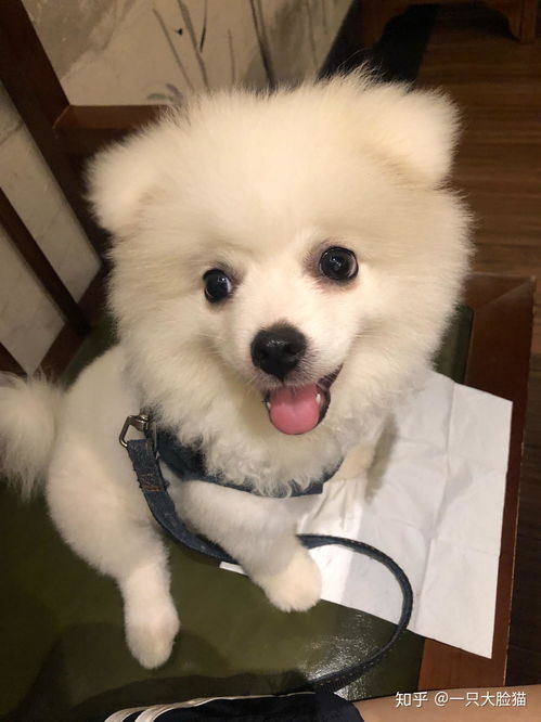 宠物狗立耳胶带怎么用的