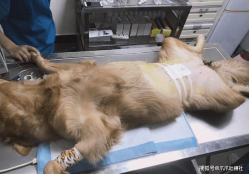 自制罐头宠物狗怎么做的